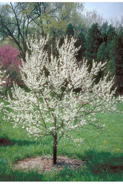 Слива Амерс в ландшафті